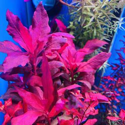 Alternanthera Reineckii Cardinalis Live Freshwater Aquarium Plant