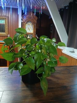 Large Mature Golden Pothos Houseplant - 10" Pot Included