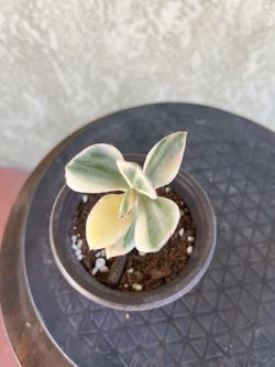 Tricolor Crassula Ovata