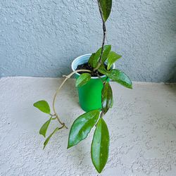 Hoya  Pubicalyx Plant 