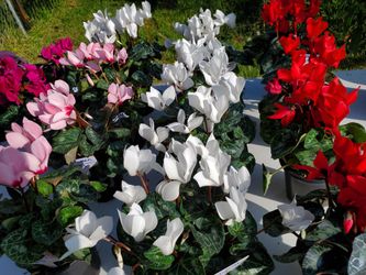 Cyclamen Flowers