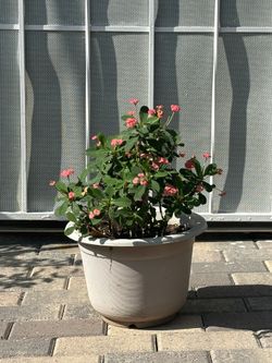 Crown of Thorns