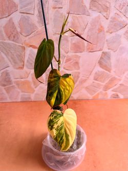 Philodendron Mican Aurea Variegated Plant- 4inch #1