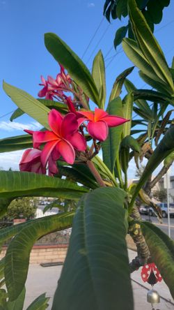 Plumeria cuttings