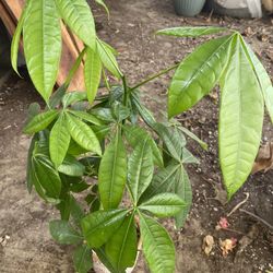 Money Tree Plant, In 4 Inch Cerámic Pot Pick Up Only
