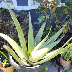 Plants.      Plantas