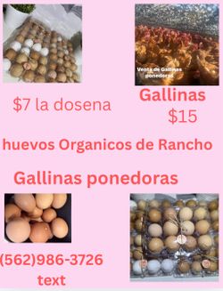 Organic eggs
