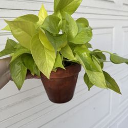 Neon Pothos Plant 