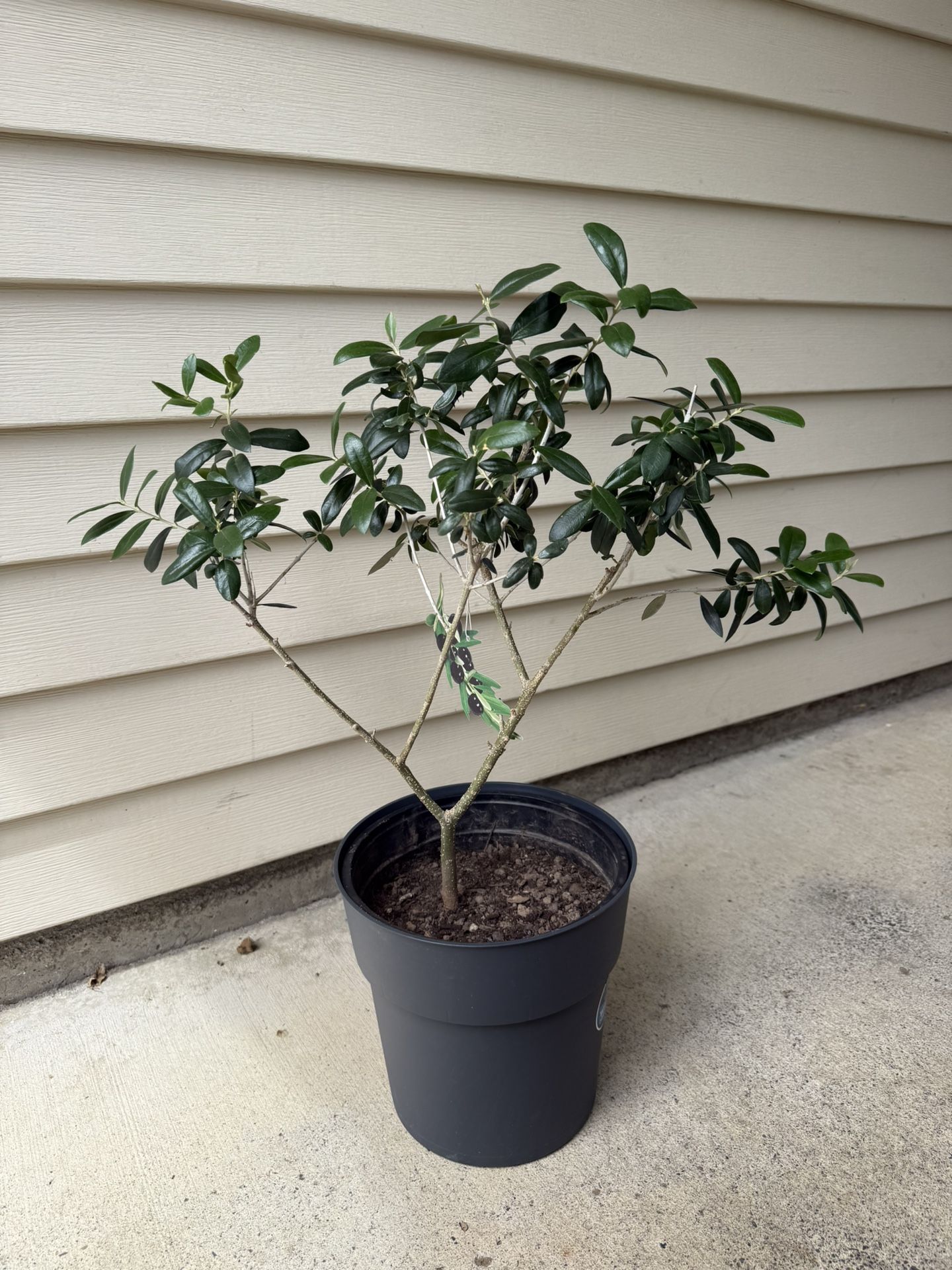 Olive Tree
