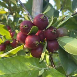 5 Gallon Size- Strawberry Guava Trees- Sapote Trees- Persimmon Trees- Lemon Guava Trees- Cherimoya Trees- Olive Trees- Jujube Trees- Almond Trees - 