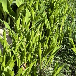 Free Lily of the Valley Plants