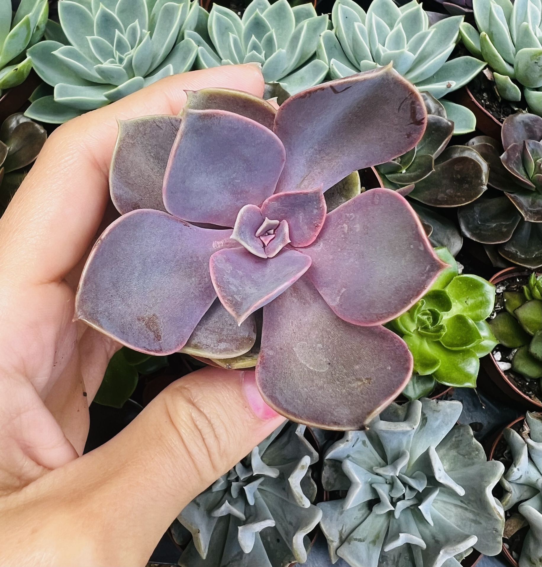 Perle Con Nurnberg Succulent