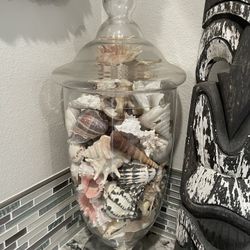 Shell 🐚 Collection In Glass Container 23” Tall