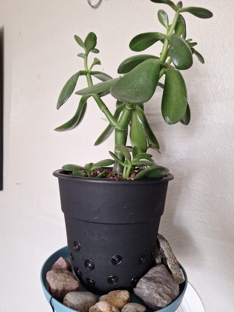 Jade