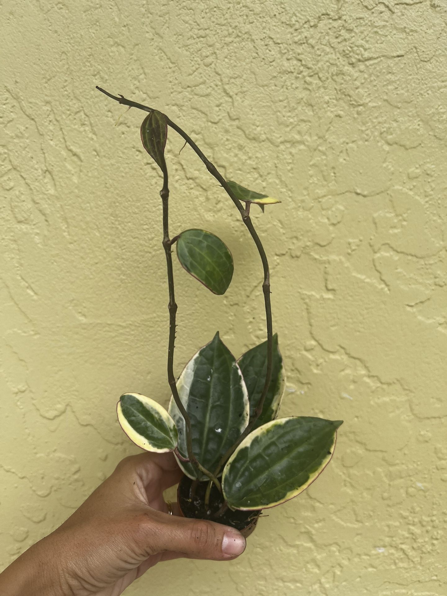 Hoya Tricolors 2” Pot