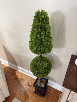 Decorative plants
