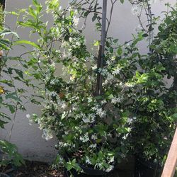 Star Jasmine With Arc