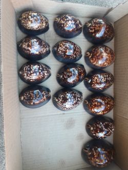 cowrie shells.