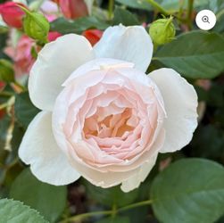 Desdemona (DA) rose starter Plant in 1-gal pot. Own Root. Pick Up in Millbrae.