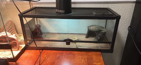 Bearded dragon w enclosure