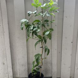 Passion Fruit Plant