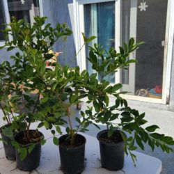 Fruiting Strawberry Guava Trees