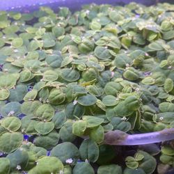 Red Root Floaters