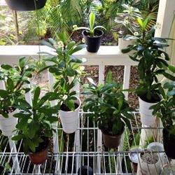 White Crown Of Thorn Plant