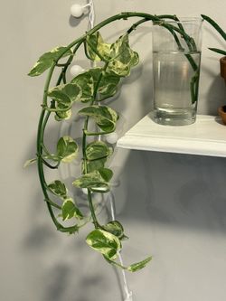 Marble Pothos Cuttings