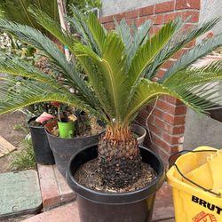 Sago Palm
