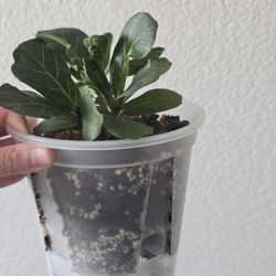 Fiddle Fig Indoor Plant 