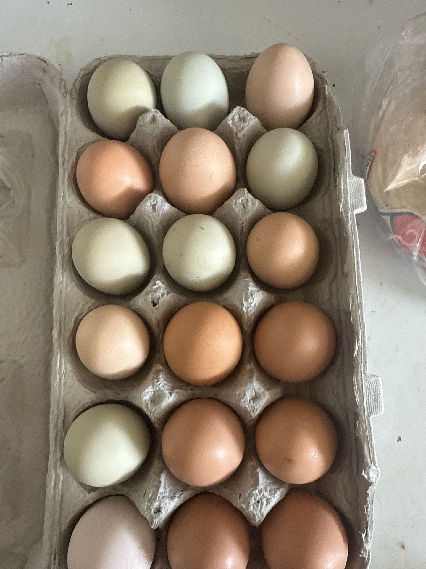 fertilized eggs for sale and “not “ baby black sex link chicks