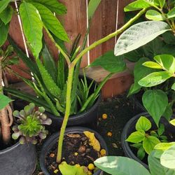 Guava and Avocado Fruit Tree