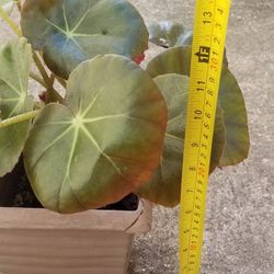 Beefsteak Begonia Plant,  Live 