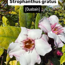  Plant: Strophanthus gratus (Ouabain)