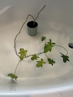 Indoor Vining Plant From Europe