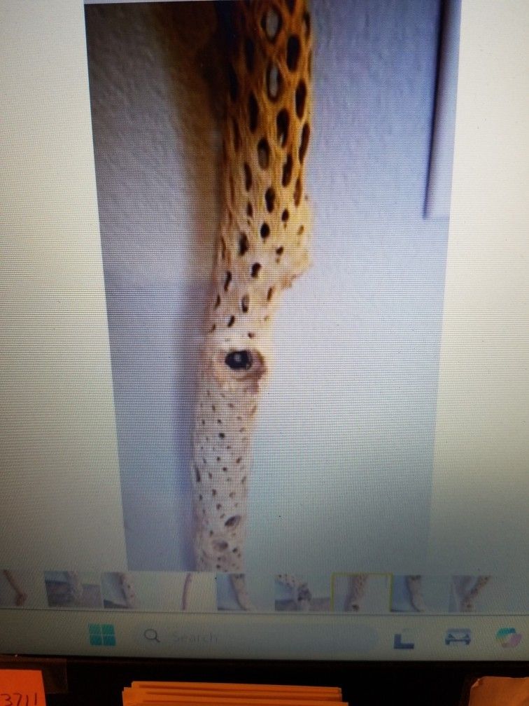 1 Cholla Cactus Skeleton Branche Taller 46"H.