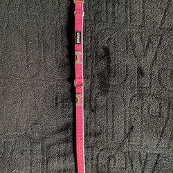 Lil Paws Dog Collar
