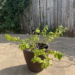 Bougainvillea Plant With Pot