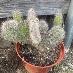 Crested Cactus In 6 Inch Pot 