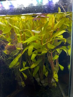 Golden Nesaea Fosh tank plant