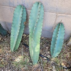 Peruvian Apple Cactus