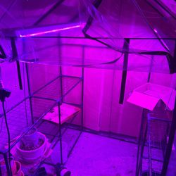 Indoor Green House Tent Setup With Professional Grow Lights 