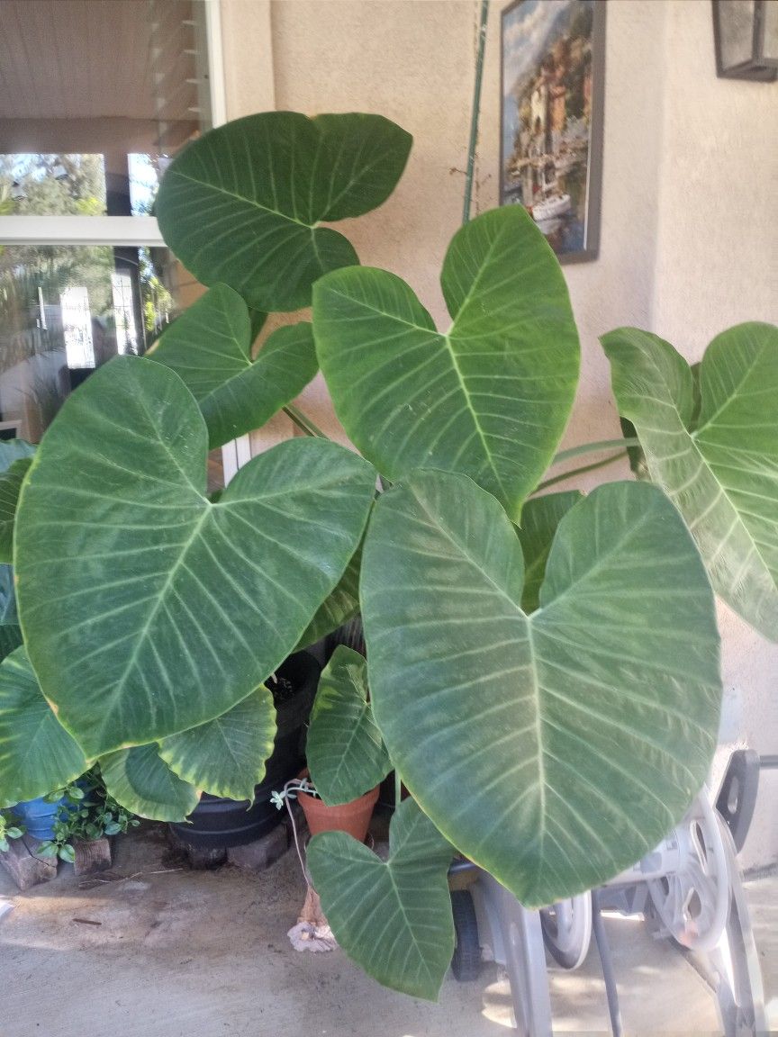 24" CERAMIC POT WITH ELEPHANT EAR PLANT