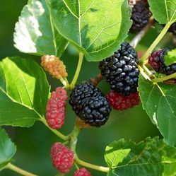 Mulberry 1 Gallon Plant Fully Rooted Free Black Eyed Susan Plant
