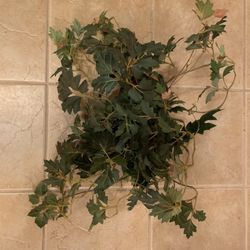 Green Decorative Plant