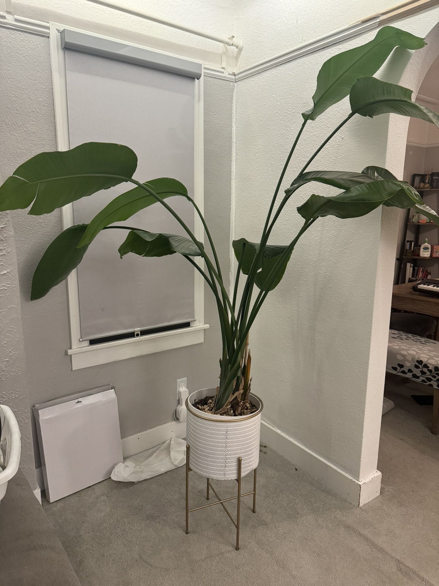 Live Large Plant/tree $100 OBO