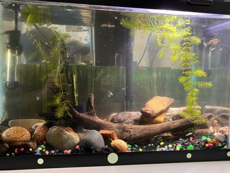Fish Tank for sale