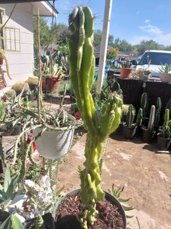 Peruvian Monstrose Cactus