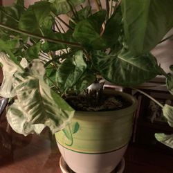 Large House Plants For Sale This One $20 